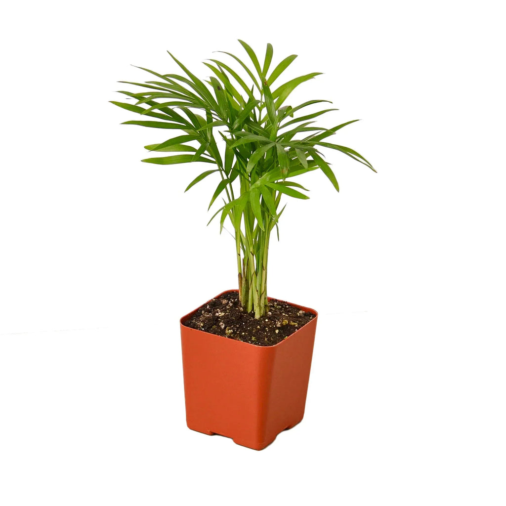 Parlor Palm image 3