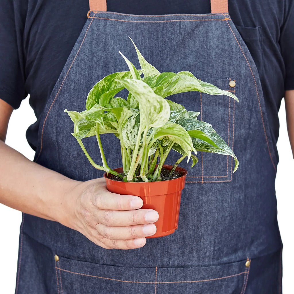 Indoor House Plant, Pothos 'Marble Queen' for Shelves, Desks and Living Spaces, 4 Size Options image 3