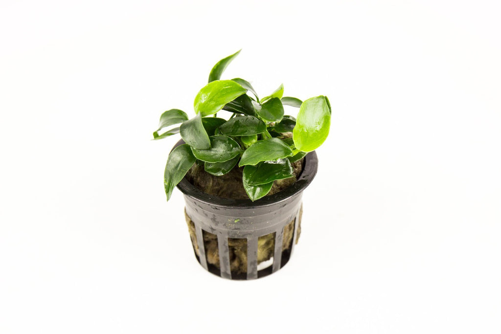 Live Aquarium Plant, Anubias Nana Petite, Nano Tank Format for Freshwater Tanks, Shrimp Habitats and Aquascaping, 3 Size Options image 3