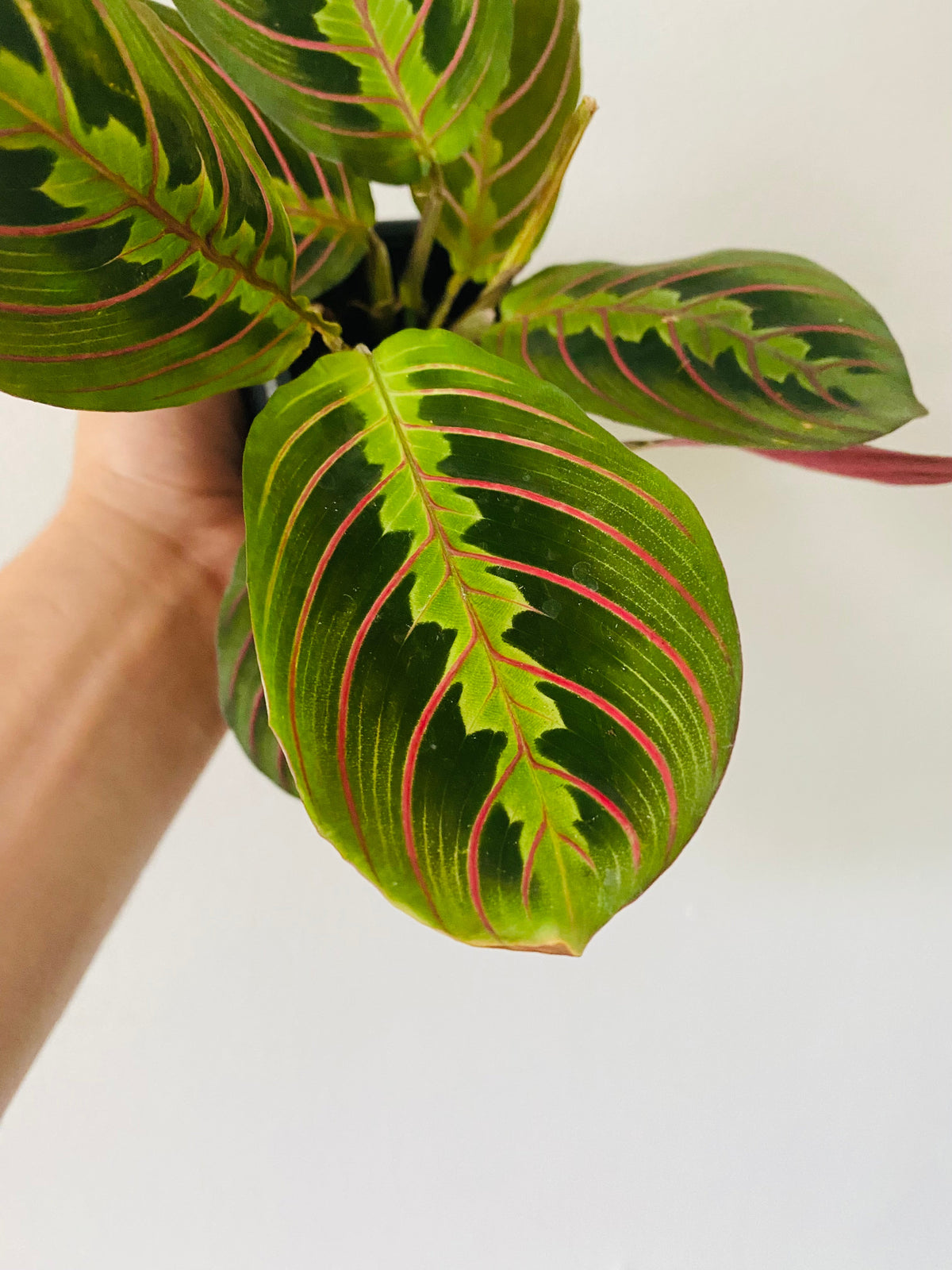 Kitchen Cookware, Maranta Leuconeura 'Red' Red Prayer Plant 3" for Stovetop Cooking and Daily Meal Prep image 3