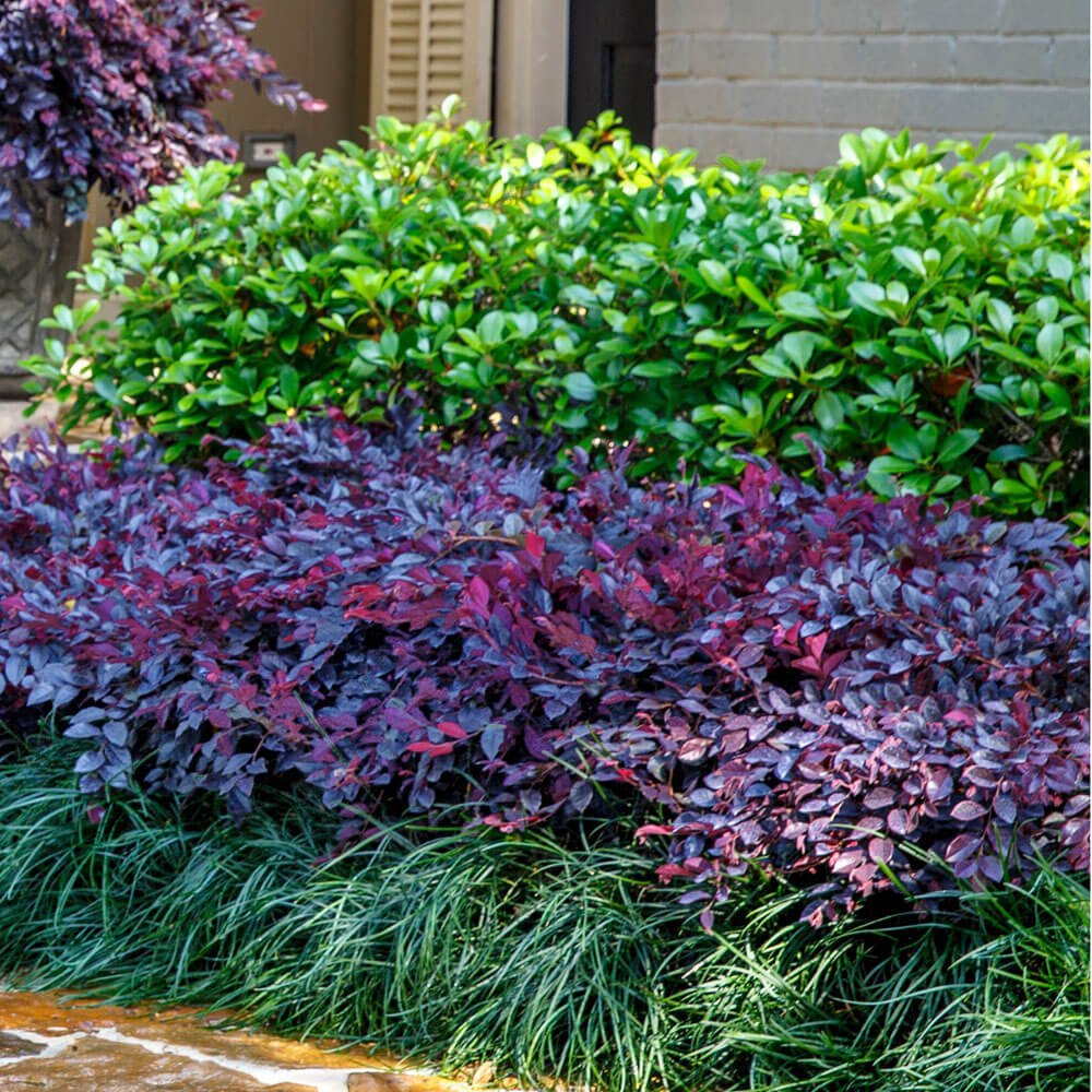 Indoor House Plant, Purple Daydream Dwarf Loropetalum for Windowsills, Home Offices and Indoor Decor image 3