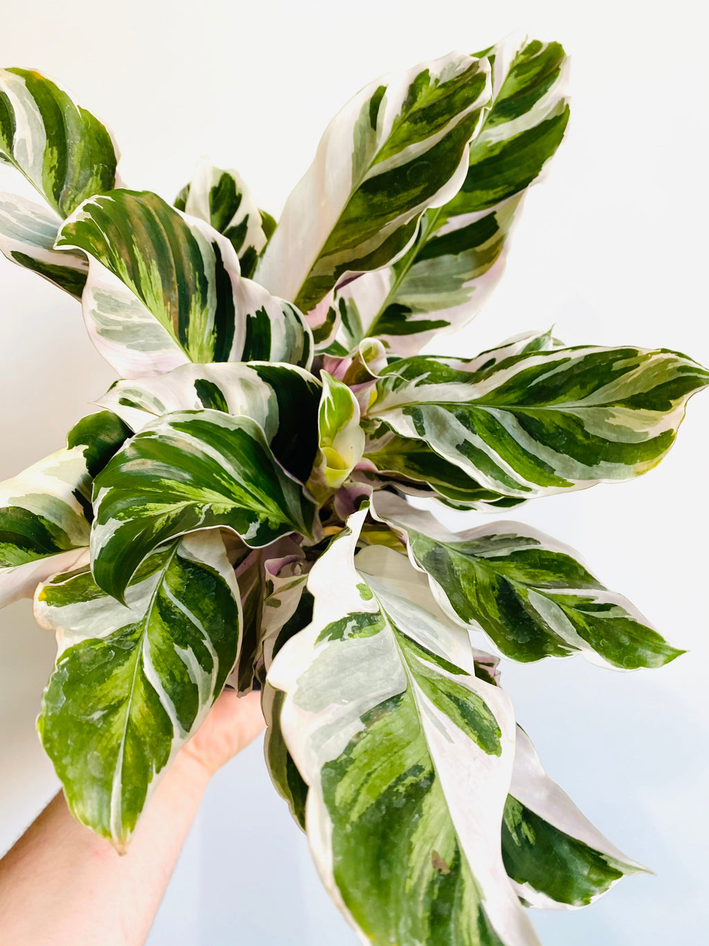 Kitchen Cookware, Calathea White Fusion 4" Pot for Stovetop Cooking and Daily Meal Prep, Designed for Everyday Meals and Home Cooking image 3