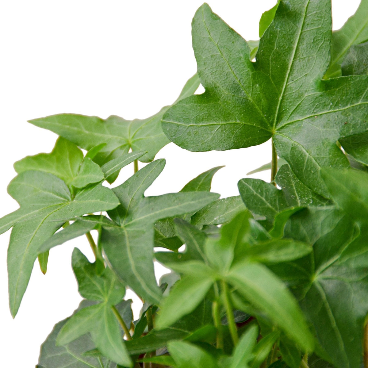 Indoor House Plant, English Ivy Green California for Windowsills, Home Offices and Indoor Decor, 3 Size Options image 3
