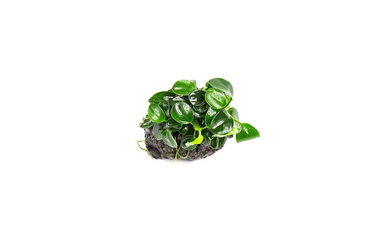 Live Aquarium Plant, Anubias Nana Petite on Lava Stone, Nano Tank Format for Freshwater Tanks, Shrimp Habitats and Aquascaping image 3