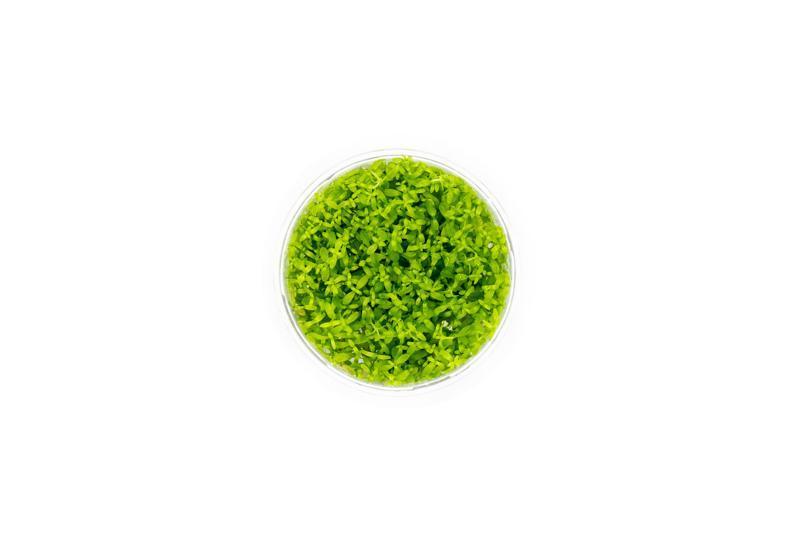 Live Aquarium Plant, Micranthemum Micranthemoides (Pearl Weed) UNS for Planted Aquariums and Natural Fish Tank Decor image 3