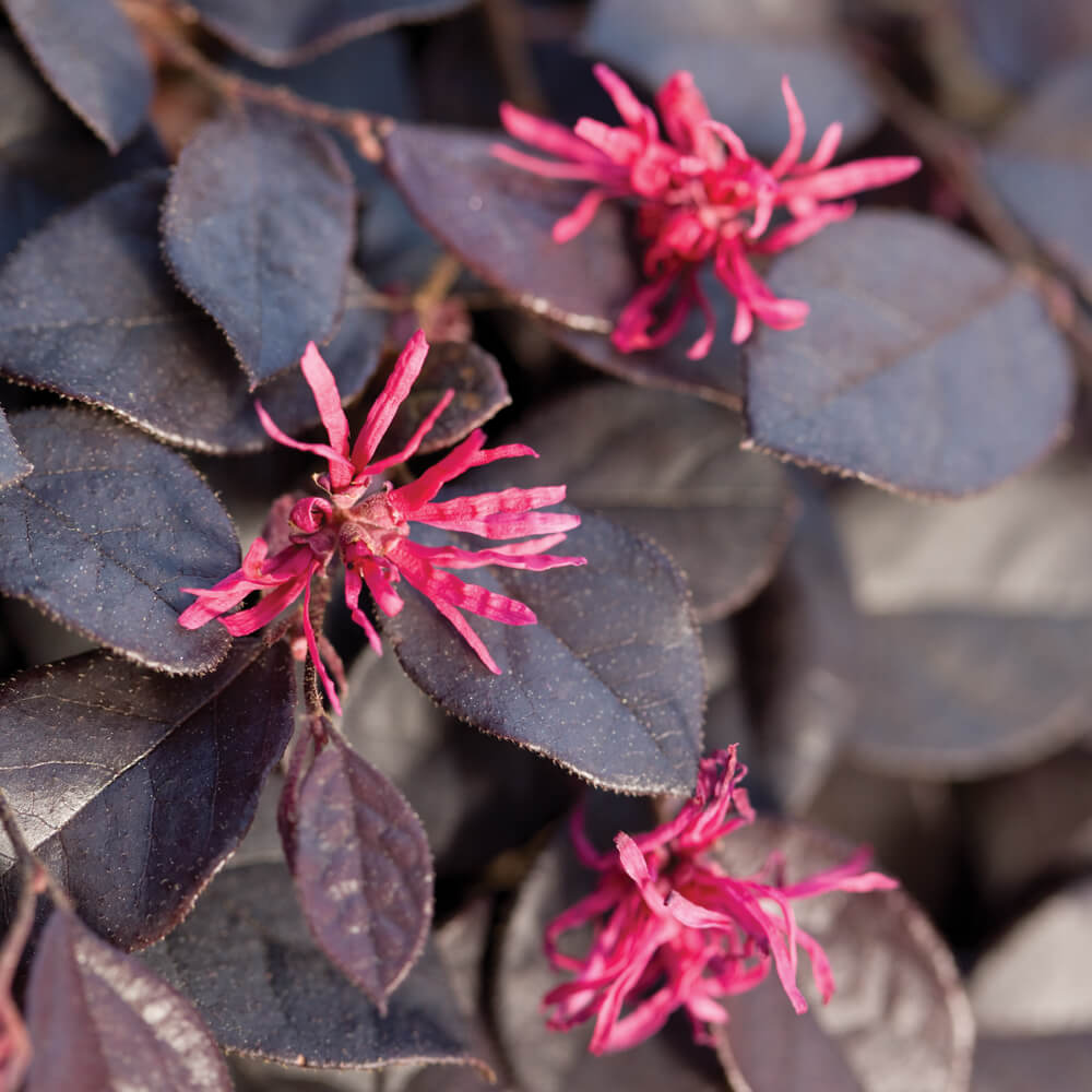 Purple Pixie Dwarf Weeping Loropetalum image 3