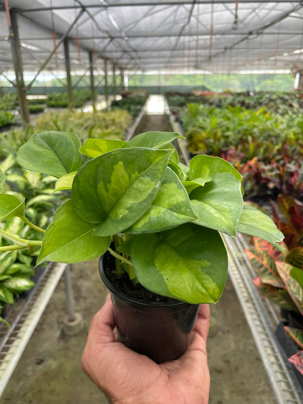 Indoor House Plant, Pothos 'Global Green' for Windowsills, Home Offices and Indoor Decor, 4 Size Options image 3