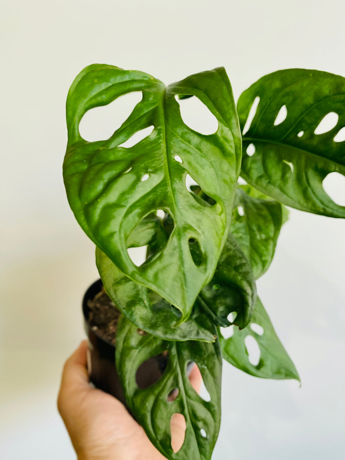 Kitchen Cookware, Monstera Adansonii 'Wide Form' Swiss Cheese for Stovetop Cooking and Daily Meal Prep image 3