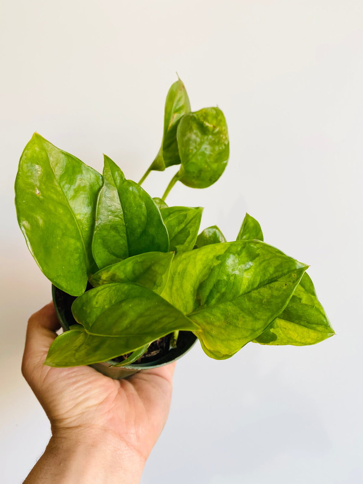 Indoor House Plant, Emerald Pothos Epipremnum Aureum 'Emerald' 4" for Windowsills, Home Offices and Indoor Decor image 3