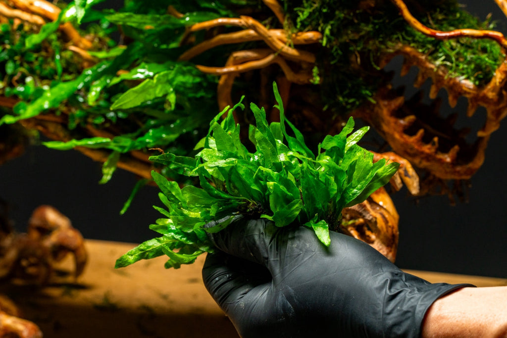 Live Aquarium Plant, Java Fern Narrow Mini, Nano Tank Format for Freshwater Tanks, Shrimp Habitats and Aquascaping, 3 Size Options image 4