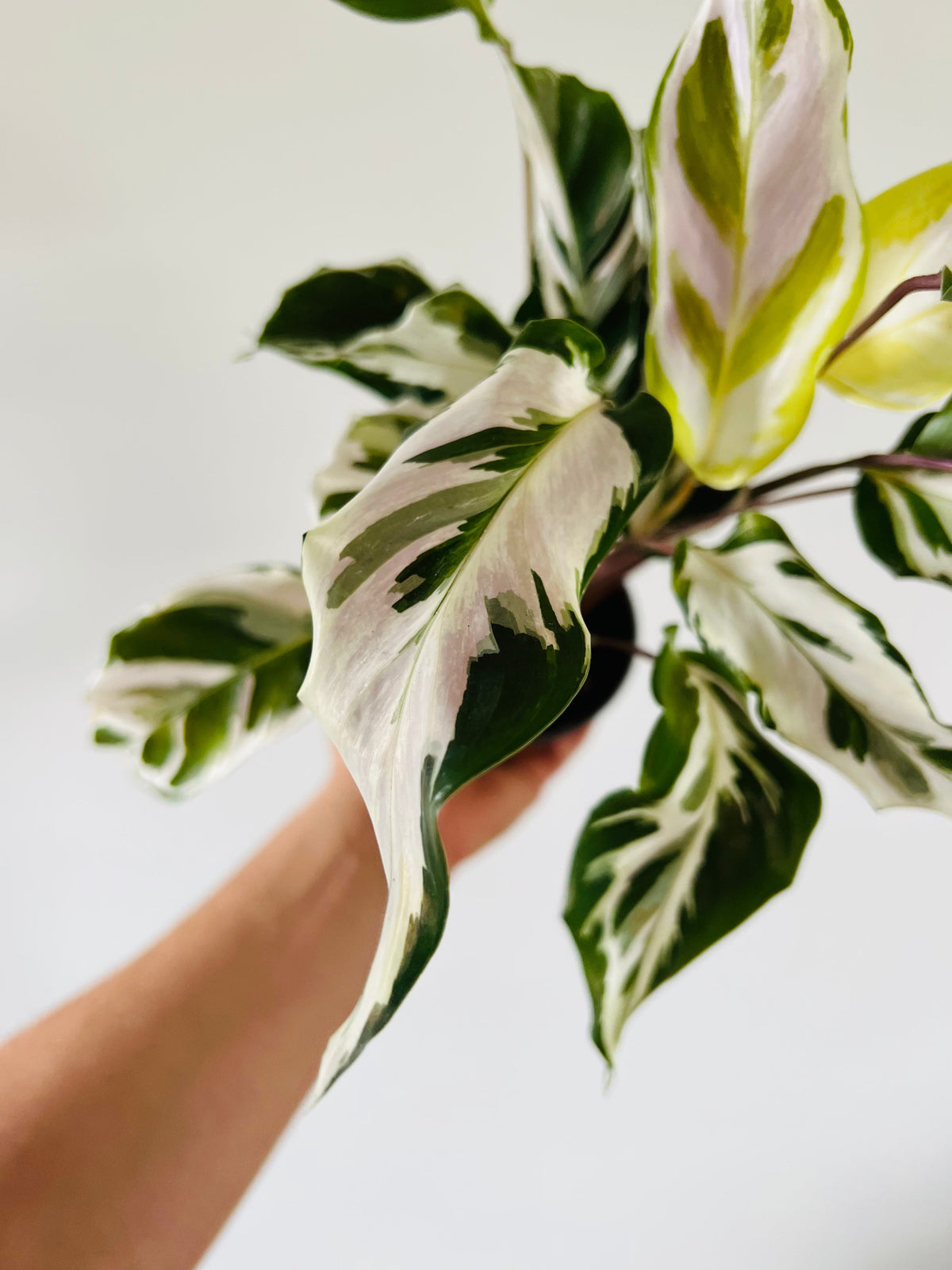 Kitchen Cookware, Calathea Stella Brand New Cultivar 4" Pot for Everyday Meals and Home Cooking image 4