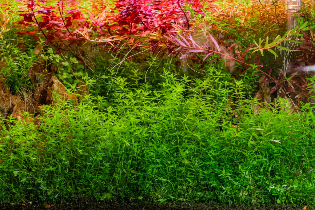 Live Aquarium Plant, Micranthemum Micranthemoides (Pearl Weed) UNS for Planted Aquariums and Natural Fish Tank Decor image 4