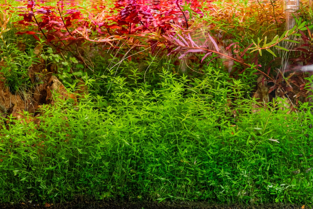 Live Aquarium Plant, Micranthemum Micranthemoides (Pearl Weed) UNS for Planted Aquariums and Natural Fish Tank Decor image 4