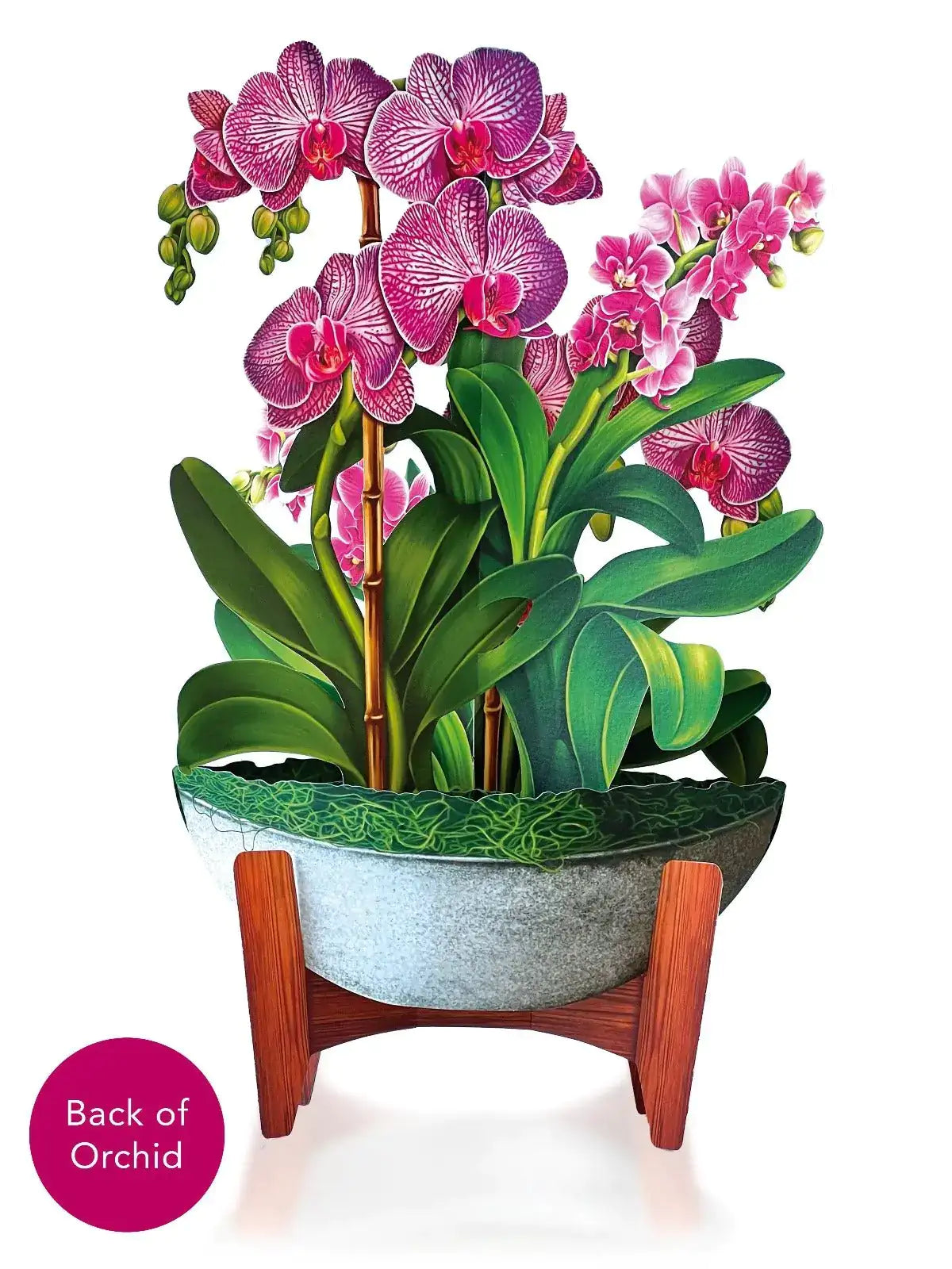 Indoor House Plant, Orchid Oasis for Shelves, Desks and Living Spaces, Designed for Windowsills, Home Offices and Indoor Decor image 4