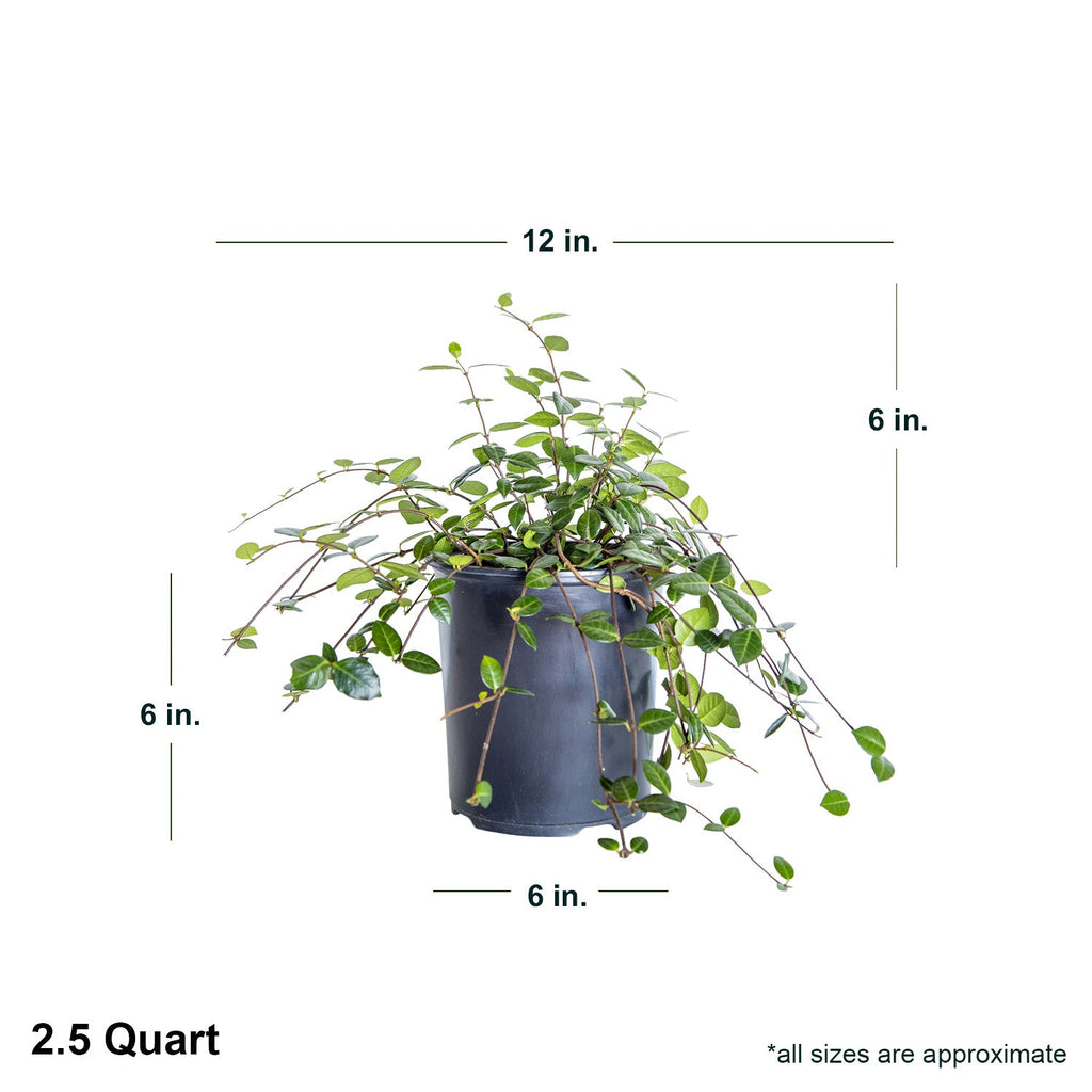 Indoor House Plant, Asiatic Jasmine for Shelves, Desks and Living Spaces, 3 Size Options, Designed for Everyday Home Use image 4
