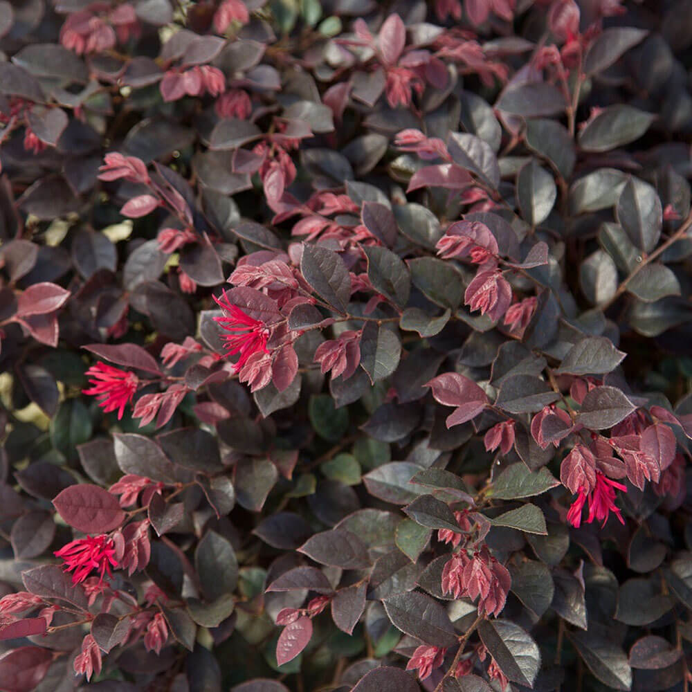 Indoor House Plant, Purple Daydream Dwarf Loropetalum for Windowsills, Home Offices and Indoor Decor image 4