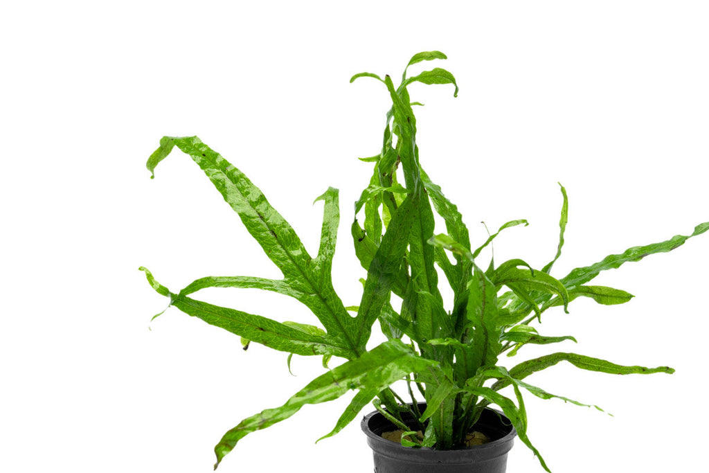 Live Aquarium Plant, Java Fern Trident for Freshwater Tanks, Shrimp Habitats and Aquascaping, 3 Size Options image 4