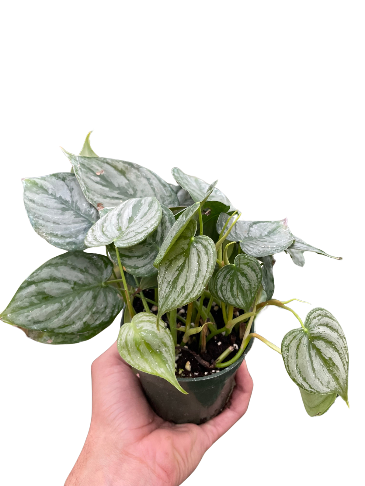 Indoor House Plant, Philodendron 'Brandi' for Shelves, Desks and Living Spaces, 2 Size Options image 4