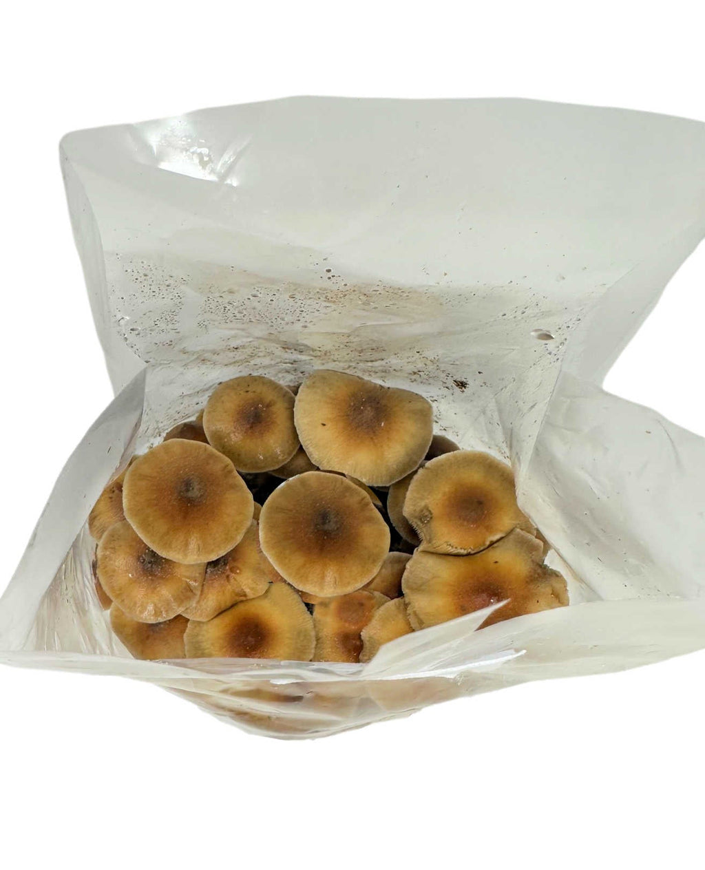 Wholesale All-in-One Mushroom XL Grow Bags (6 lbs) for Manure Loving Mushrooms (Case of 8) image 4