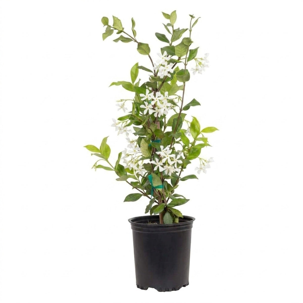Indoor House Plant, Star Jasmine Vine for Shelves, Desks and Living Spaces, 2 Size Options image 4