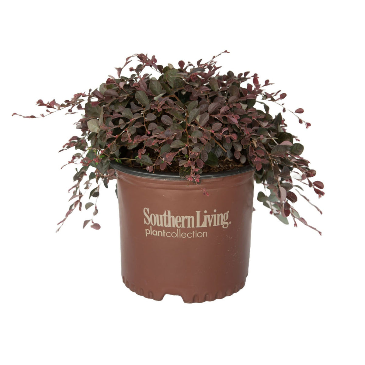 Purple Pixie Dwarf Weeping Loropetalum image 4