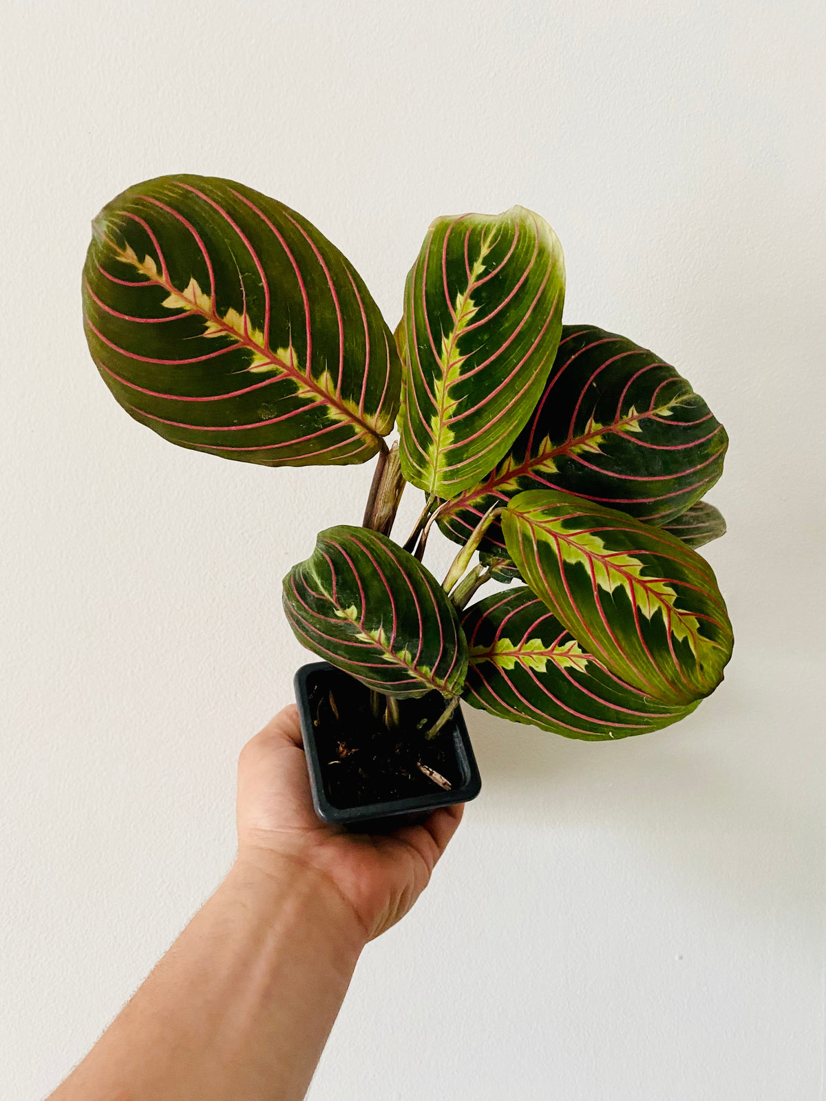 Kitchen Cookware, Maranta Leuconeura 'Red' Red Prayer Plant 3" for Stovetop Cooking and Daily Meal Prep image 4
