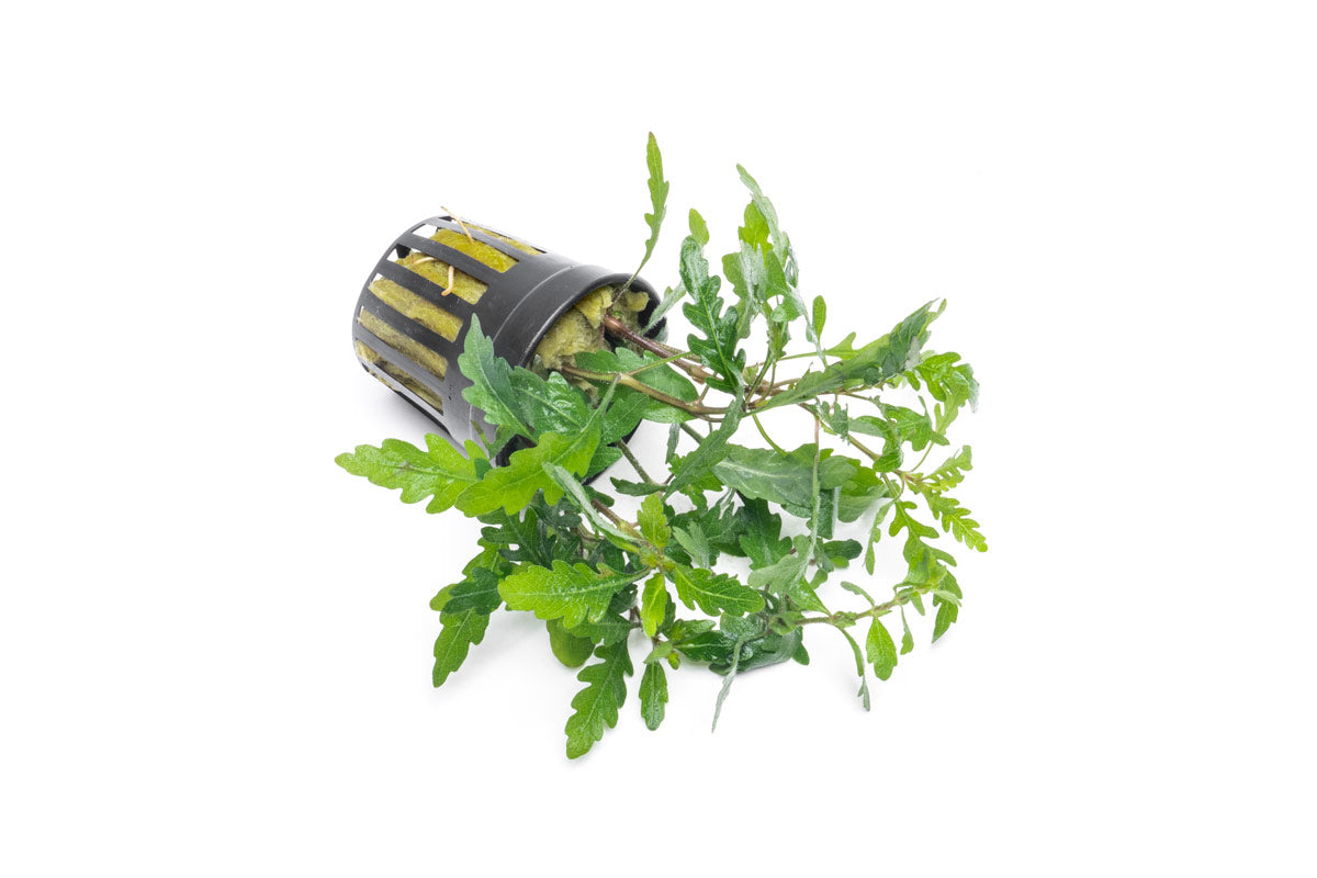 Live Aquarium Plant, Hygrophila Pinnatifida for Planted Aquariums and Natural Fish Tank Decor image 4