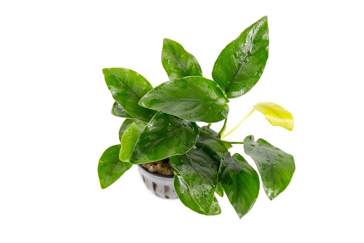 Live Aquarium Plant, Anubias Nana, Nano Tank Format for Planted Aquariums and Natural Fish Tank Decor, 3 Size Options image 4