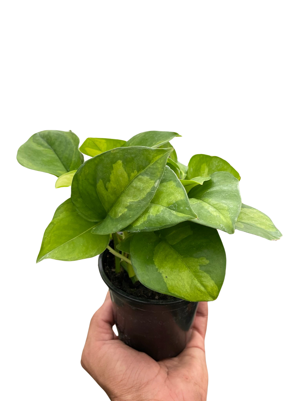 Indoor House Plant, Pothos 'Global Green' for Windowsills, Home Offices and Indoor Decor, 4 Size Options image 4