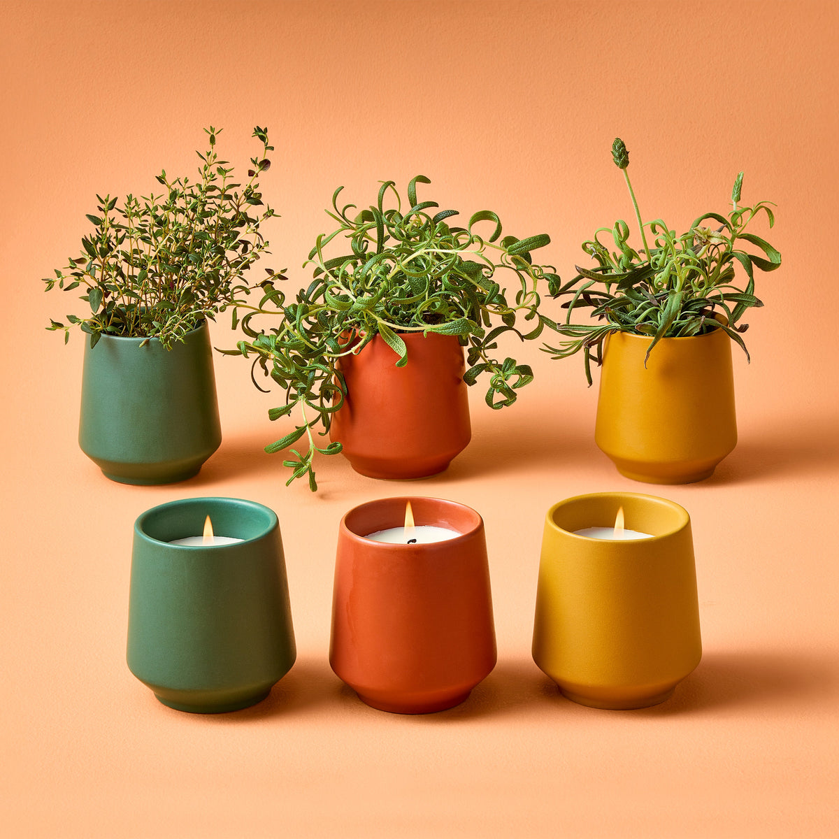 Decorative Candle, Rooted Candles for Living Rooms, Bedrooms and Relaxing Evenings, 4 Plant Type Options image 4