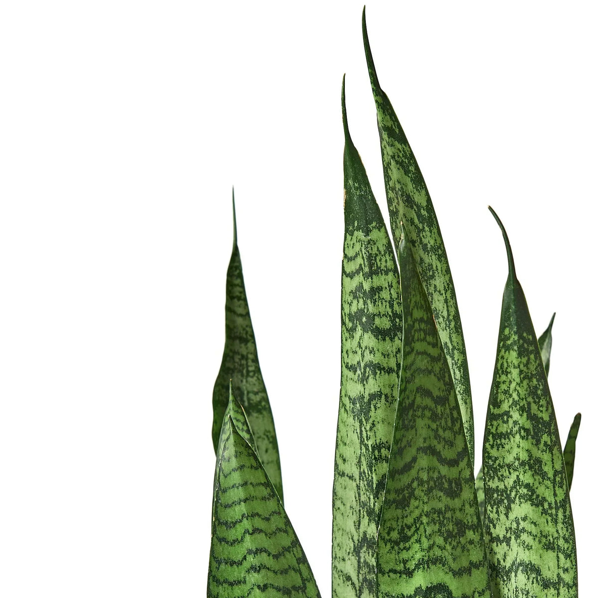 Indoor House Plant, Snake 'Zeylanica' for Windowsills, Home Offices and Indoor Decor, 5 Size Options image 4