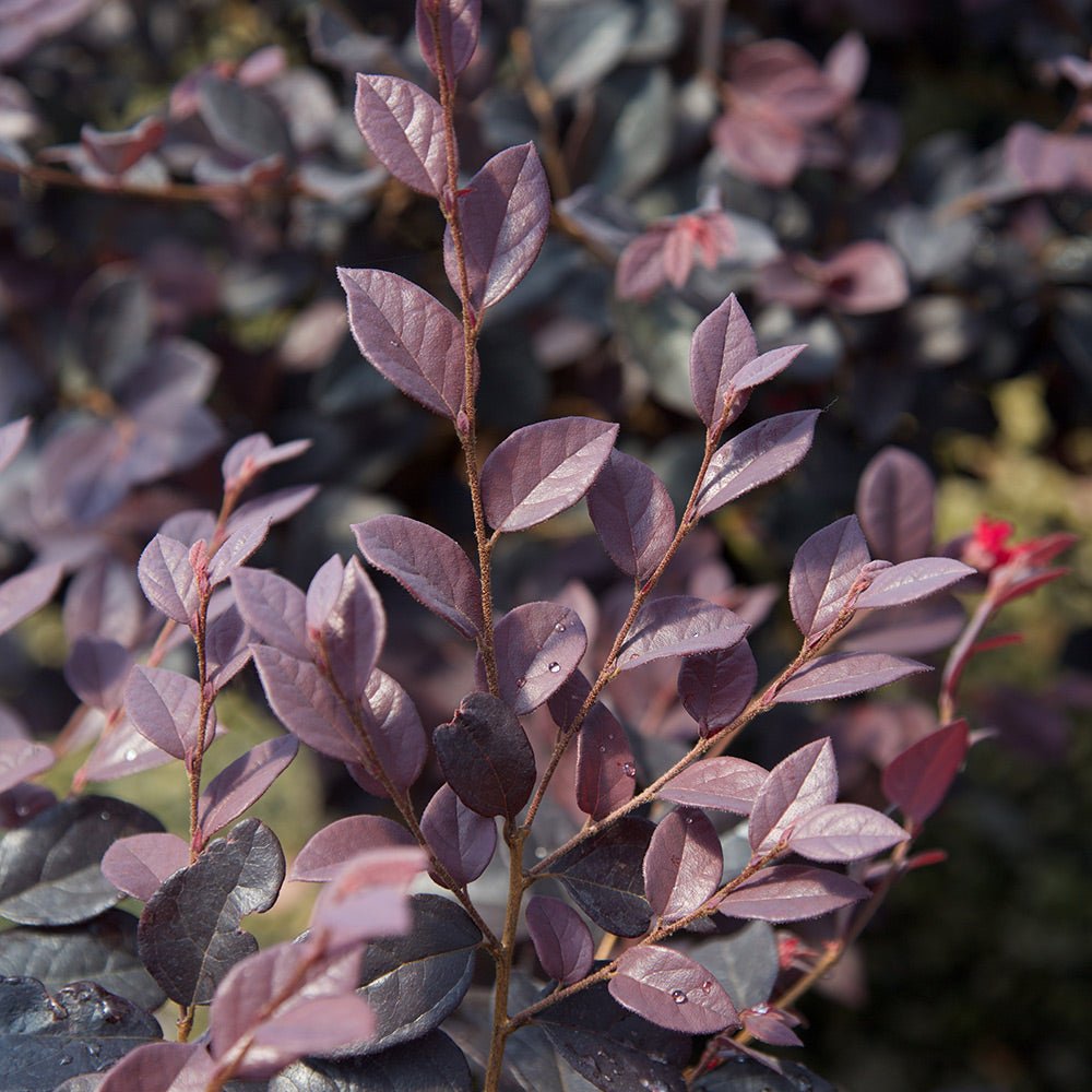 Indoor House Plant, Red Diamond Loropetalum for Windowsills, Home Offices and Indoor Decor, 3 Size Options image 4