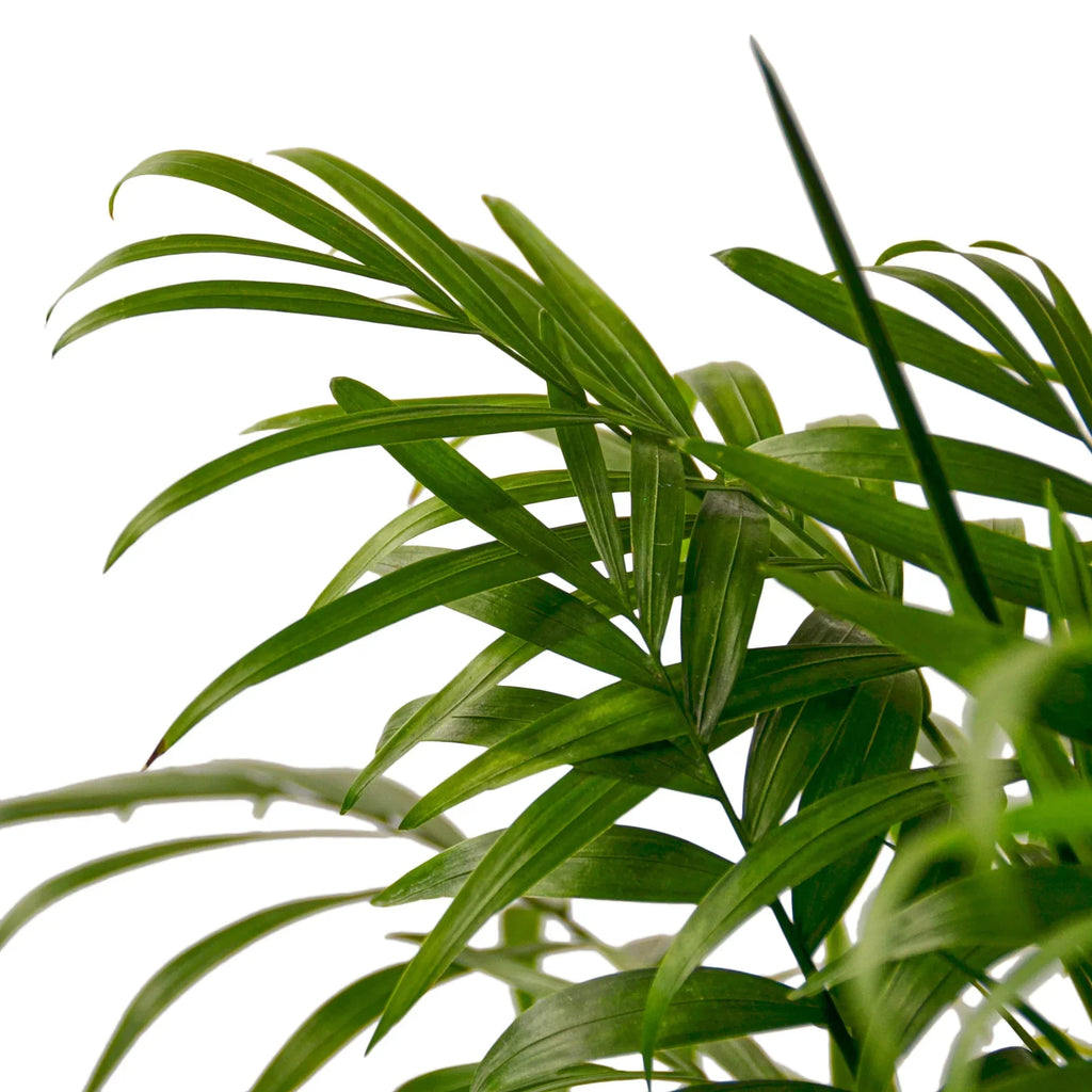 Parlor Palm image 4