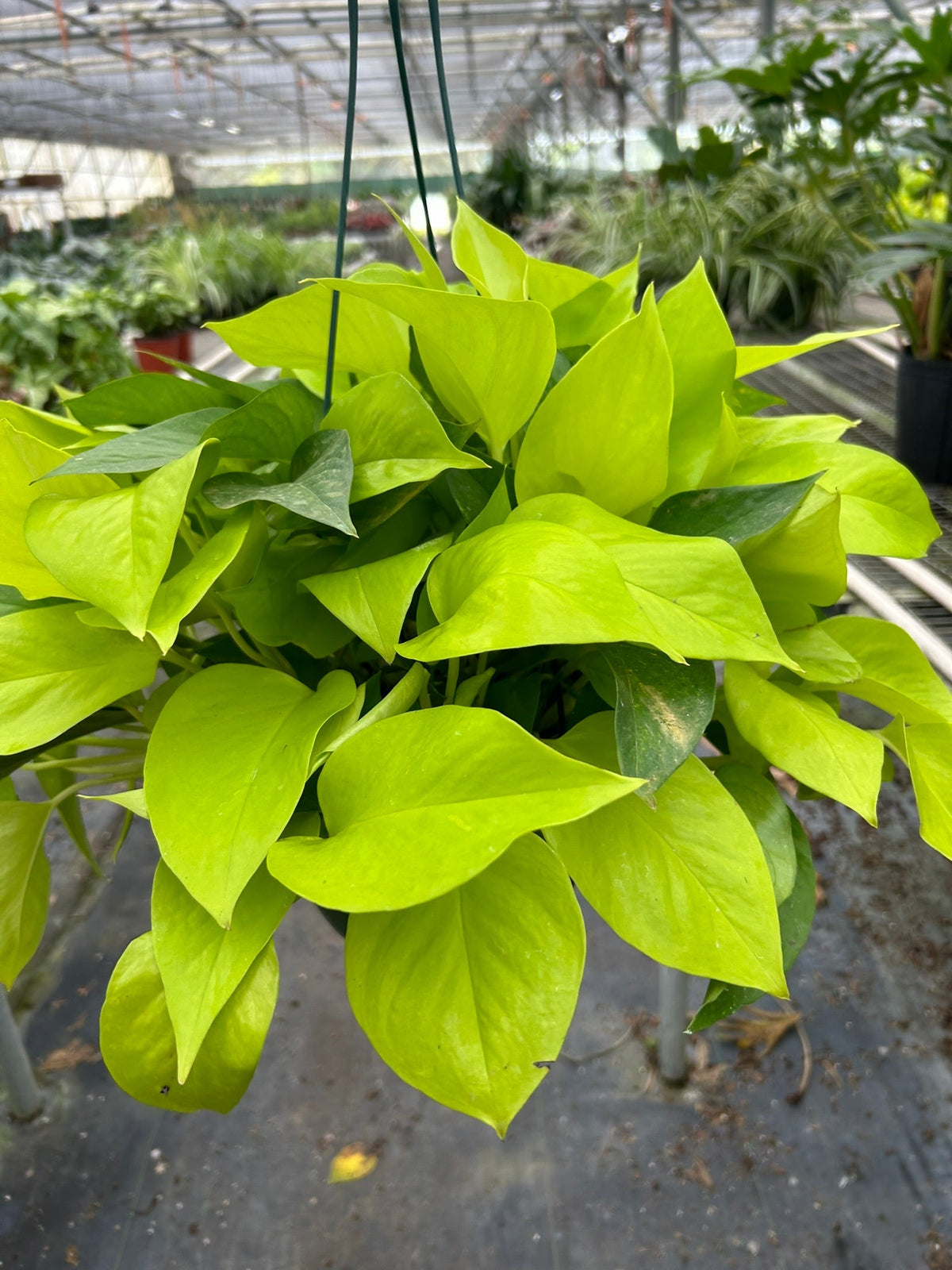 Indoor House Plant, Pothos 'Neon' for Shelves, Desks and Living Spaces, 4 Size Options, Designed for Everyday Home Use image 4