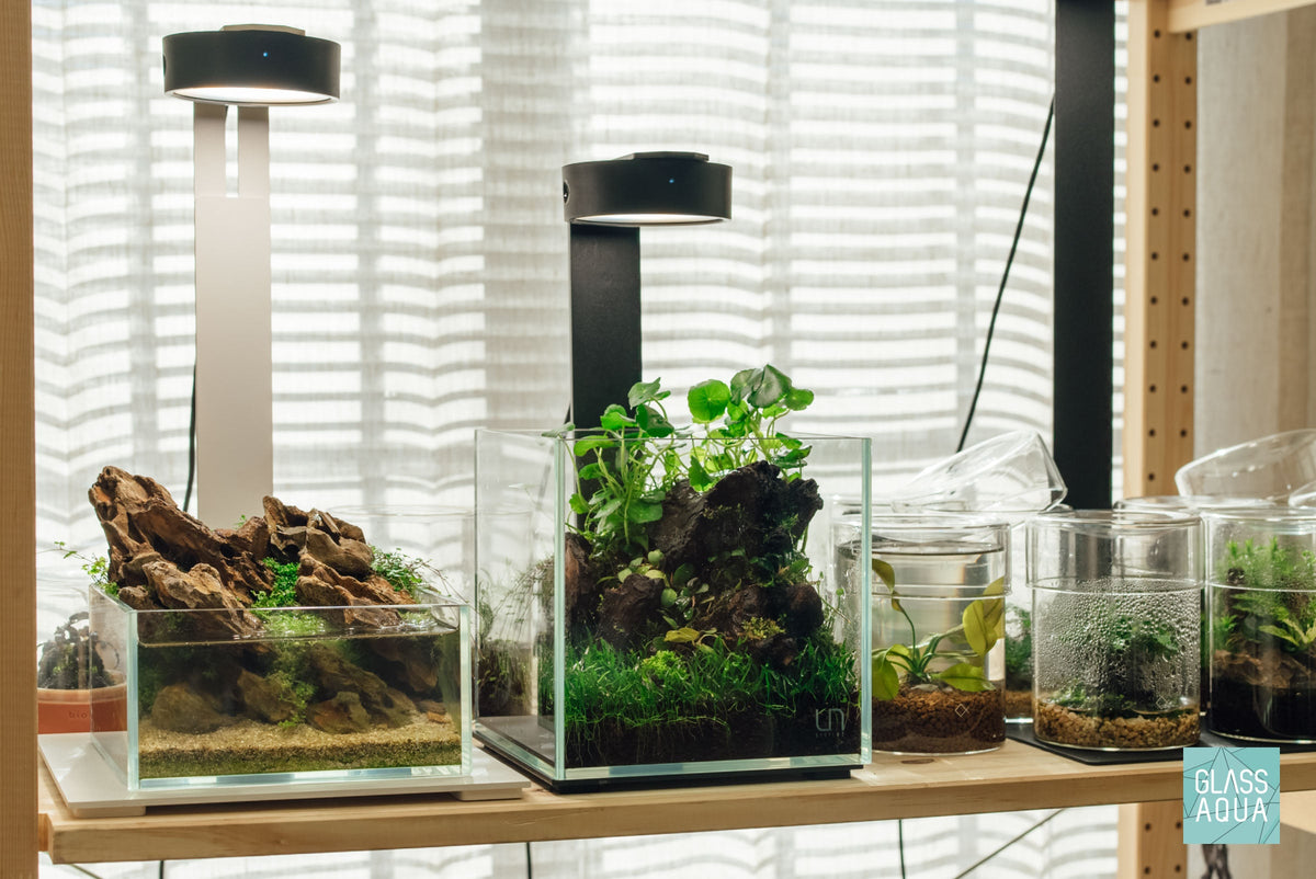 Rimless Glass Aquarium, UNS Cube, Silicone Construction, Rimless Tank Compatible for Planted Tanks, Shrimp Habitats and Aquascaping image 4