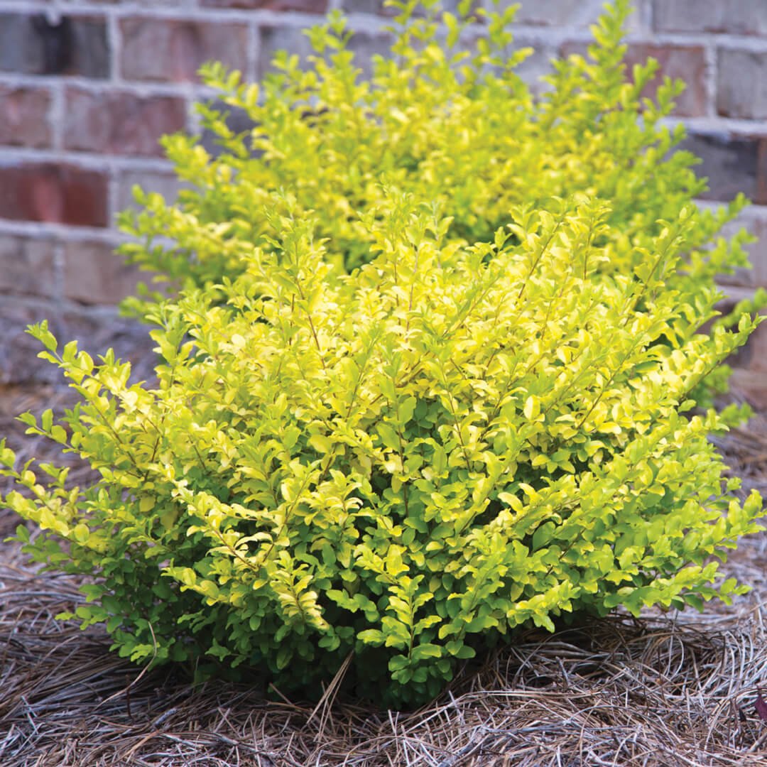 Sunshine Ligustrum image 4