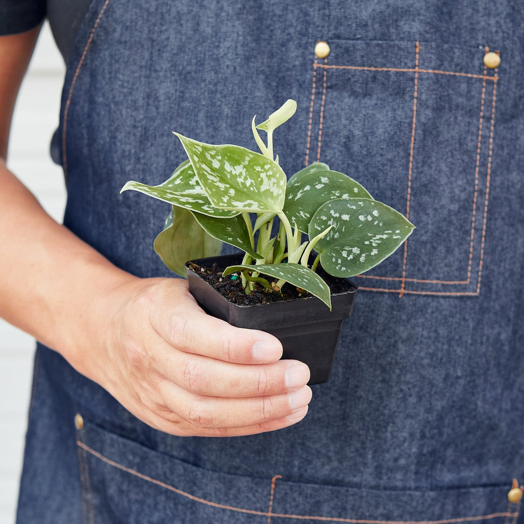 Indoor House Plant, Pothos 'Satin' for Windowsills, Home Offices and Indoor Decor, 3 Size Options image 4