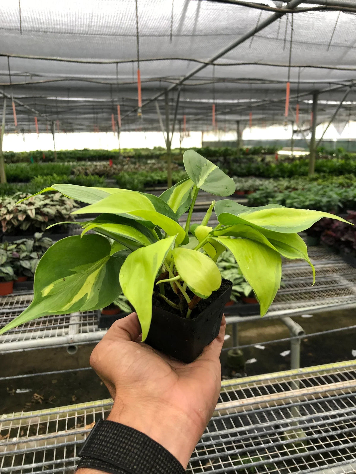 Indoor House Plant, Philodendron 'Brasil' for Shelves, Desks and Living Spaces, 4 Size Options image 4