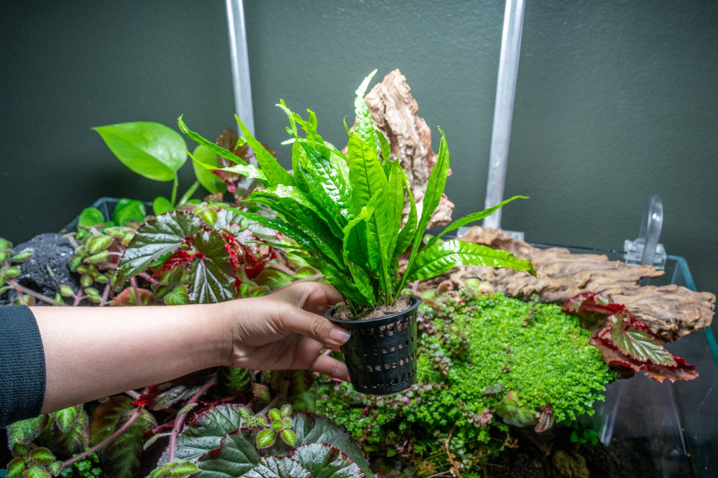 Live Aquarium Plant, Java Fern Mother Pot for Freshwater Tanks, Shrimp Habitats and Aquascaping image 4