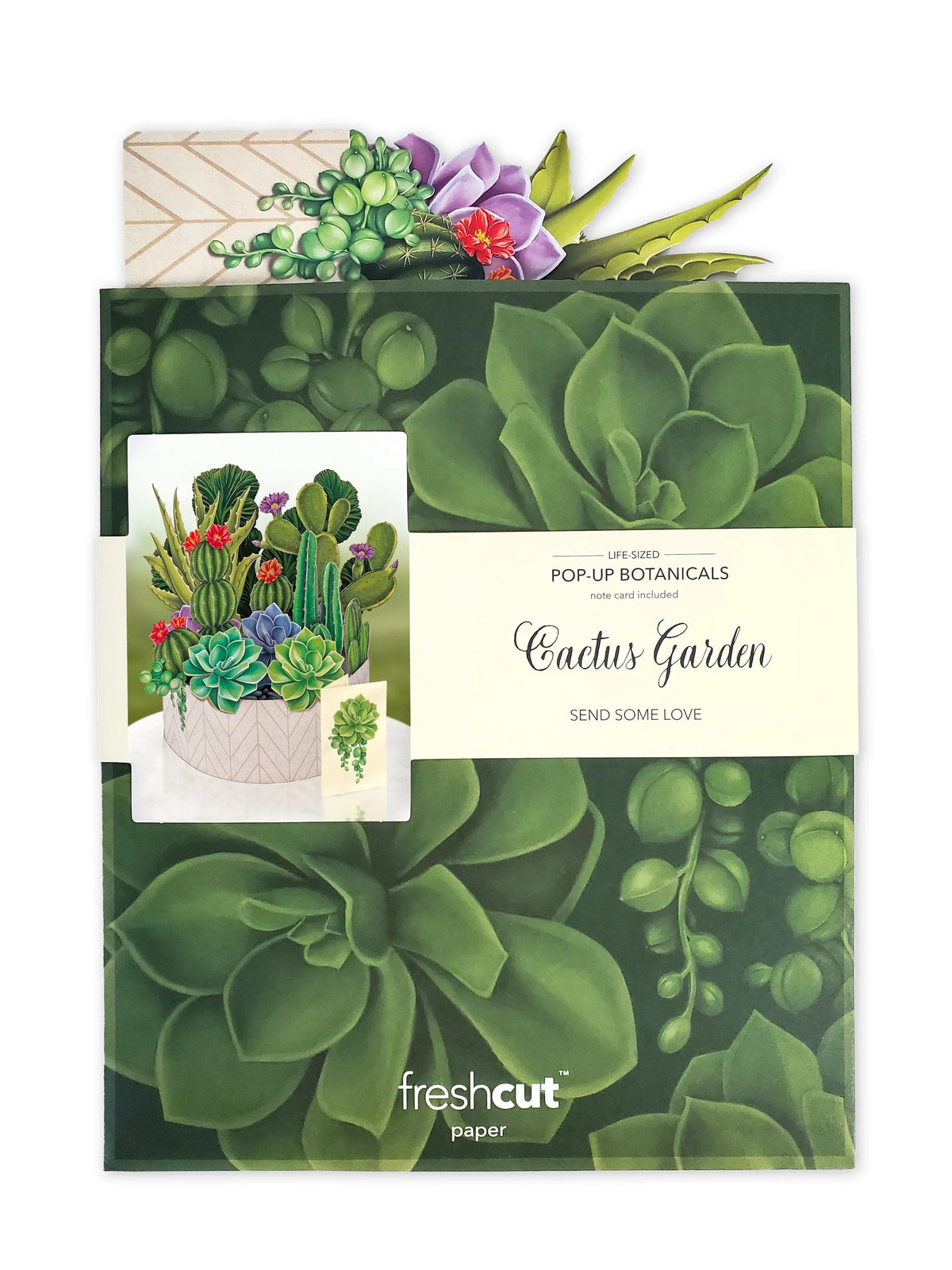 Indoor House Plant, Cactus Garden for Windowsills, Home Offices and Indoor Decor, Designed for Shelves, Desks and Living Spaces image 4
