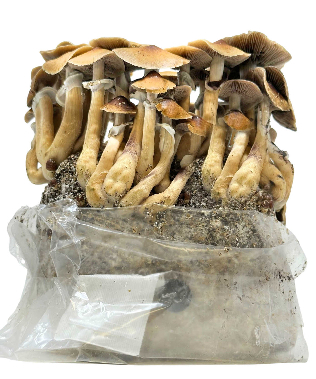 Mushroom Grow Bag, All in One (4 lbs) for Manure Loving Mushrooms for Home Mushroom Growing and Controlled Cultivation image 4