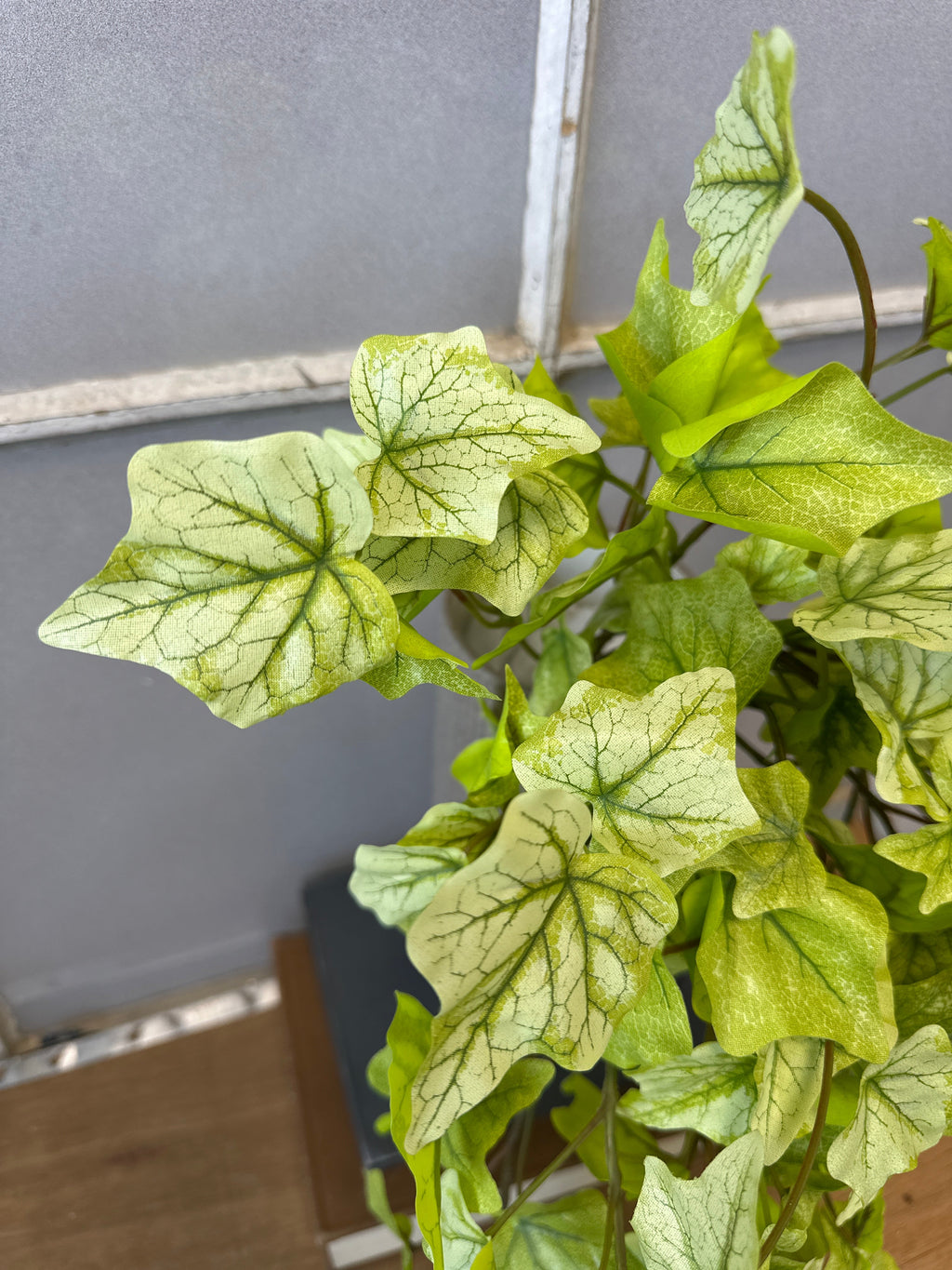 Indoor House Plant, Lime Hanging Garden Ivy Bush for Windowsills, Home Offices and Indoor Decor image 4