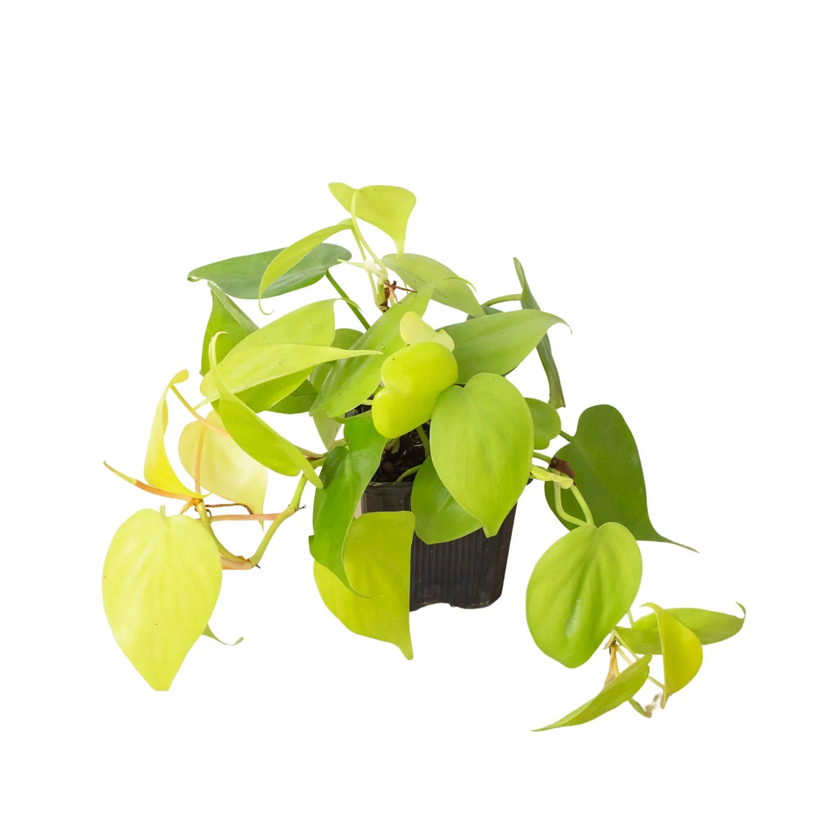 Indoor House Plant, Philodendron 'Neon' for Shelves, Desks and Living Spaces, 4 Size Options image 4