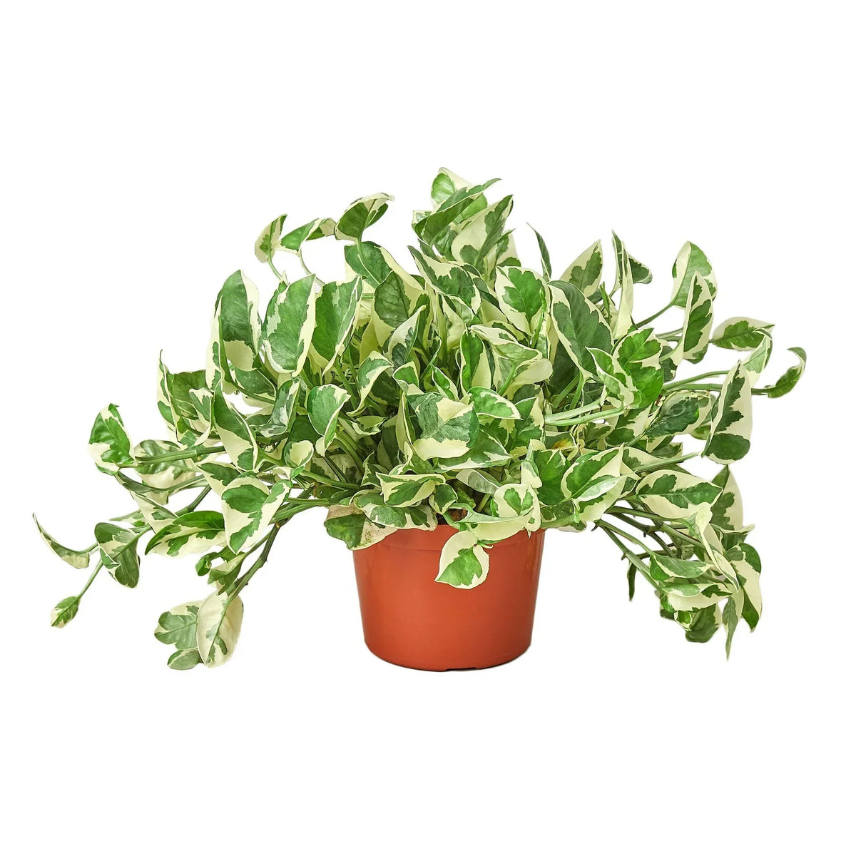 Pothos 'N'joy' image 4