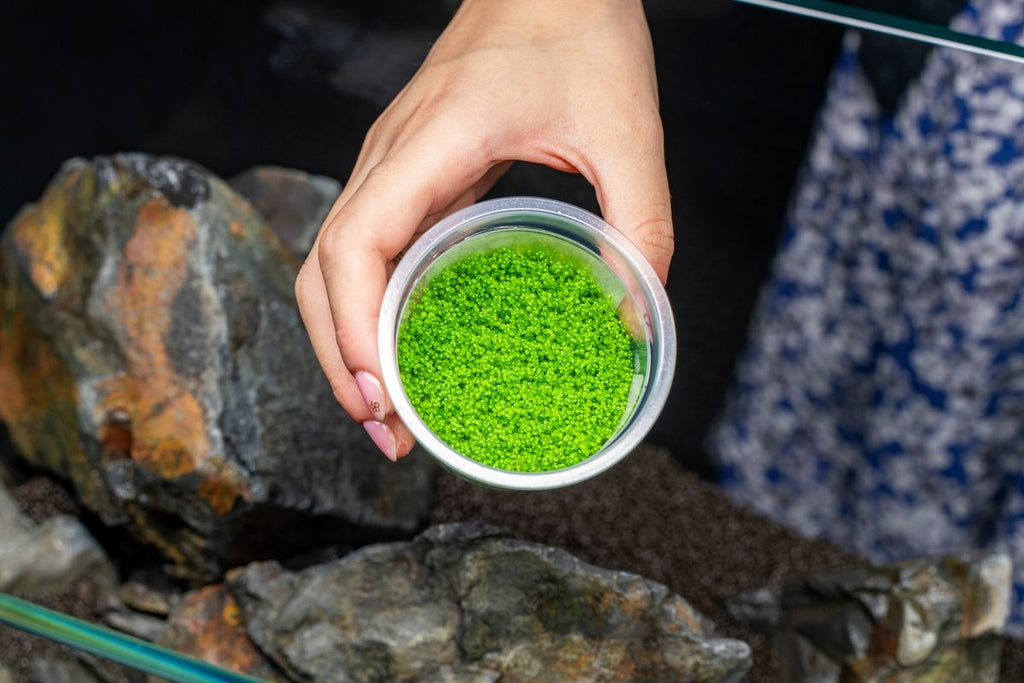 Live Aquarium Plant, Hemianthus Callitrichoides 'Cuba' UNS Tissue for Freshwater Tanks, Shrimp Habitats and Aquascaping image 4