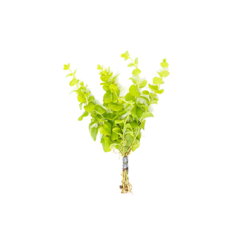 Live Aquarium Plant, Lloydiella (Lysimachia nummularia) Creeping for Planted Aquariums and Natural Fish Tank Decor, 3 Size Options image 4