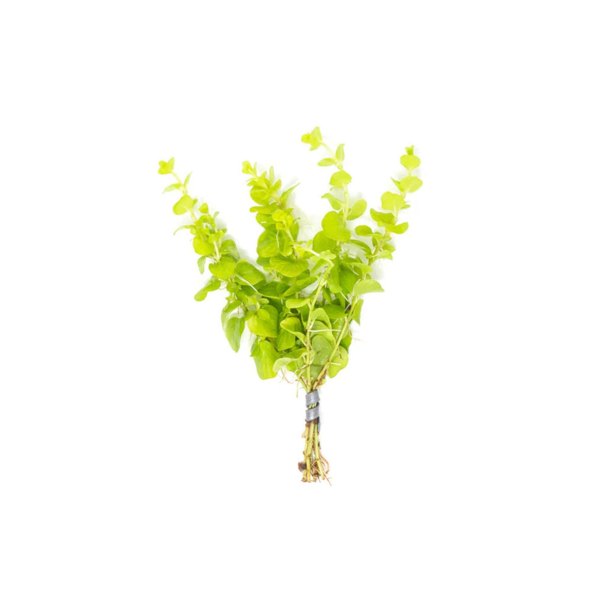 Live Aquarium Plant, Lloydiella (Lysimachia nummularia) Creeping for Planted Aquariums and Natural Fish Tank Decor, 3 Size Options image 4