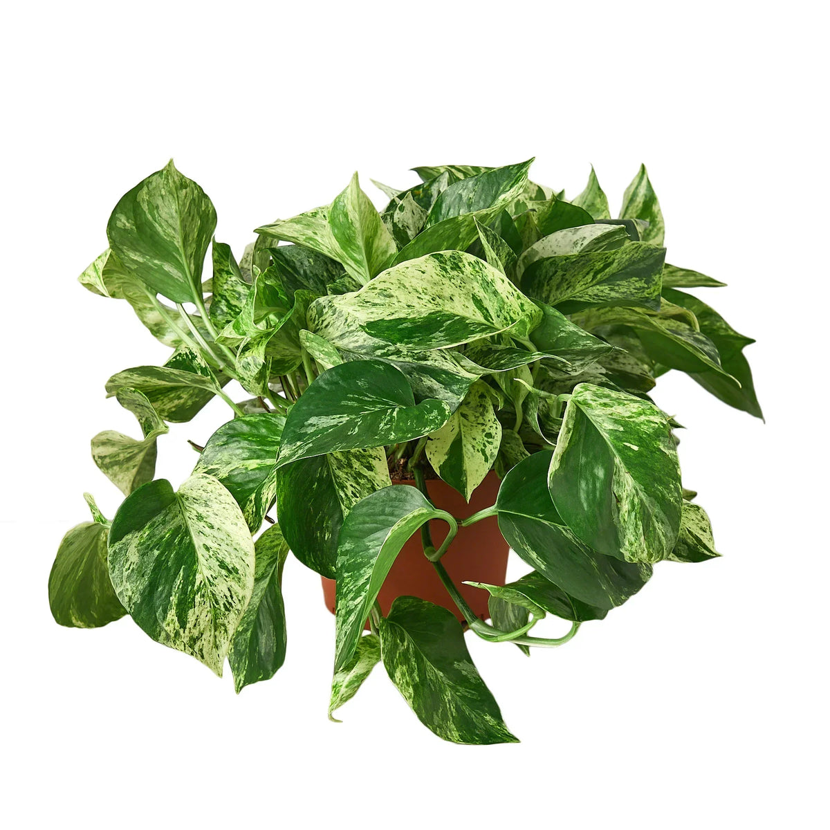Indoor House Plant, Pothos 'Marble Queen' for Shelves, Desks and Living Spaces, 4 Size Options image 4