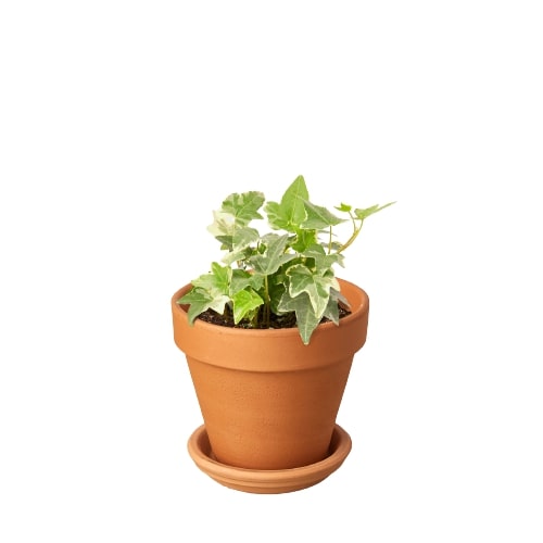 Indoor House Plant, English Ivy 'Glacier' for Shelves, Desks and Living Spaces, 3 Size Options image 4