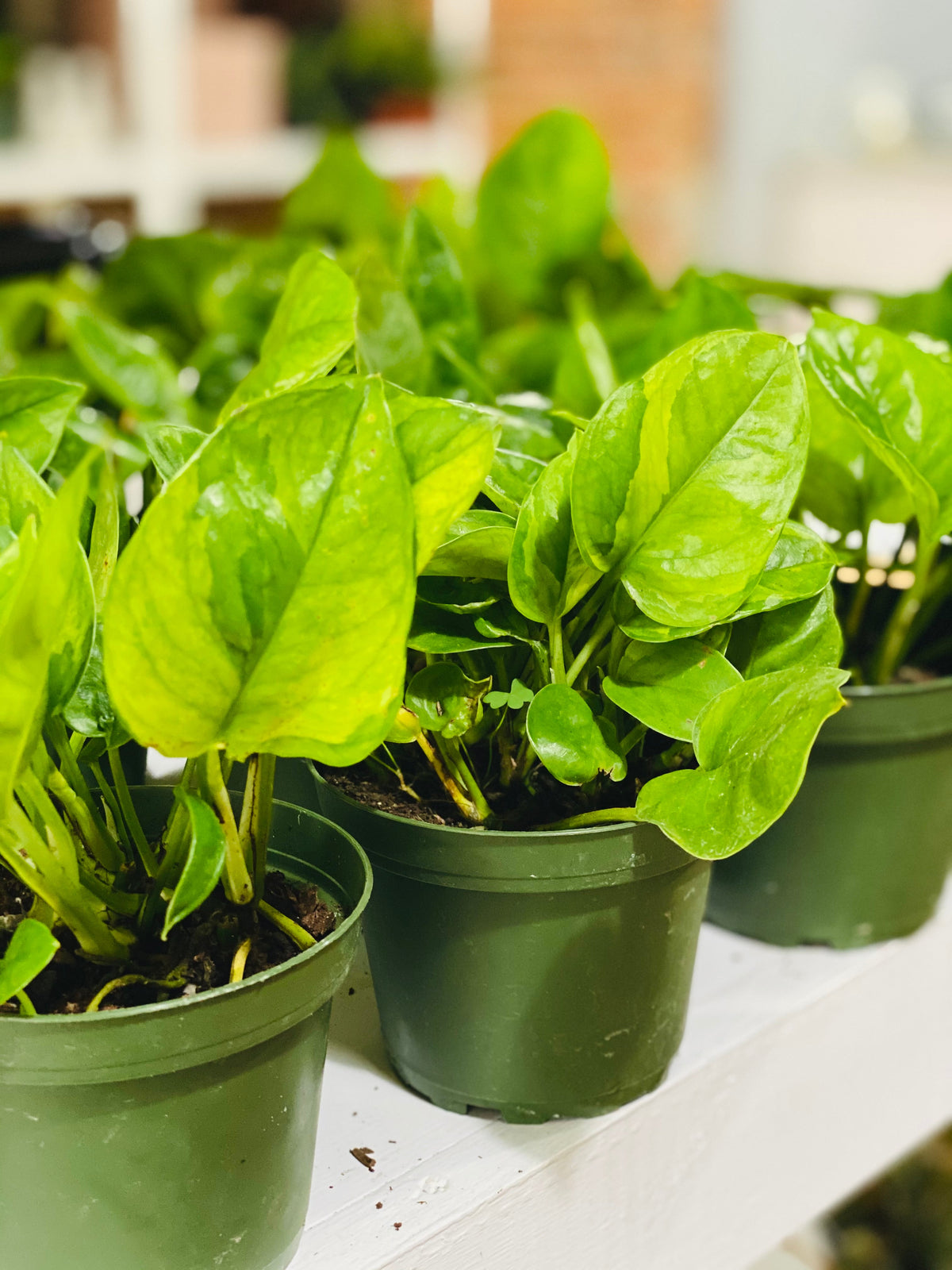 Indoor House Plant, Emerald Pothos Epipremnum Aureum 'Emerald' 4" for Windowsills, Home Offices and Indoor Decor image 4